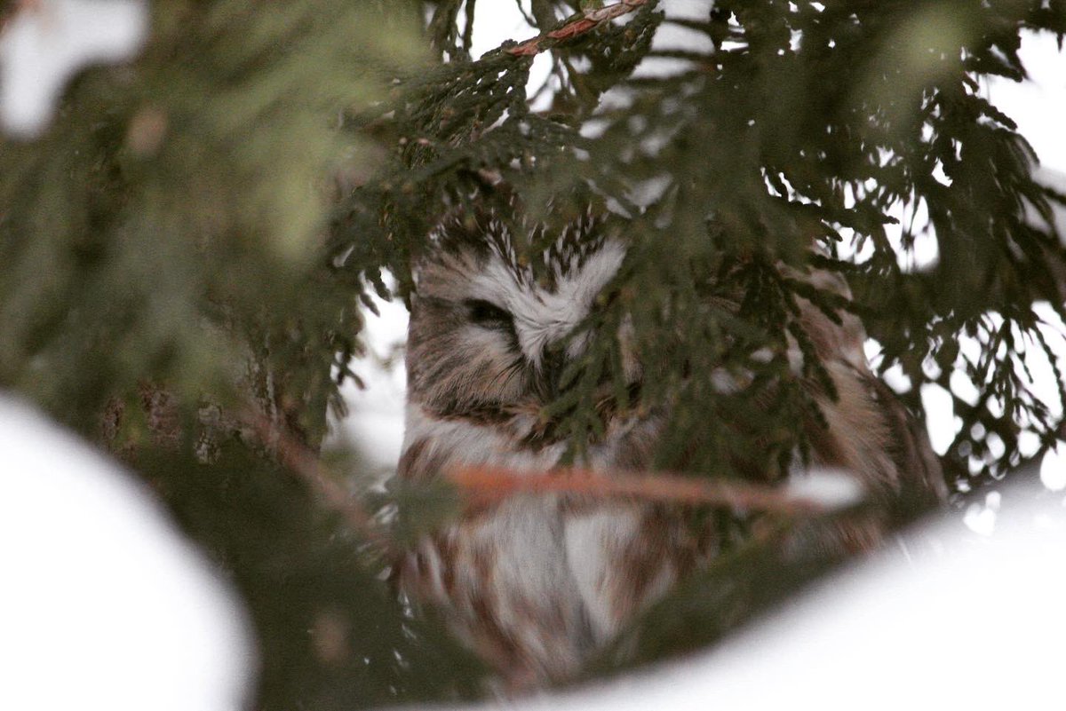 mbueckert's tweet photo. Northern Saw-whet Owl on Nun’s Island #BirdsOfQuebec https://t.co/4ECHiZCHr2
