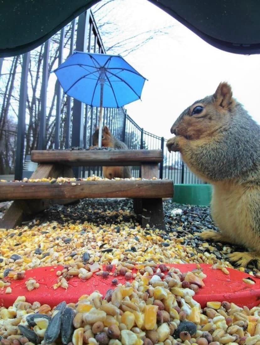 mybirdbuddy's tweet photo. These are Gary and Earl. 🐿️ We love them! ❤️ #SquirrelAppreciationDay #SquirrelDay #SquirrelTwitter #BirdBuddy #BirdFeeder https://t.co/Rhd7XNHrlT