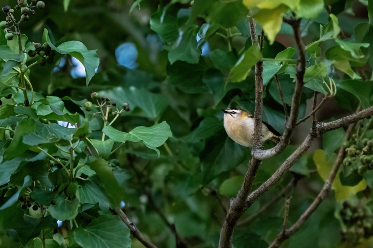 Great to see a Firecrest at #SouthwarkPark today, my second ever encounter with this bird! @OldFriendsSPark @Natures_Voice #londonbirds #firecrest