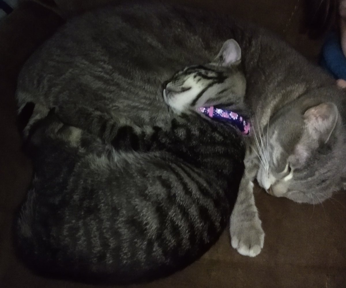 Bizziny's tweet photo. @neimki my two babies and my new feral cat friend https://t.co/m8Af6uzOuA