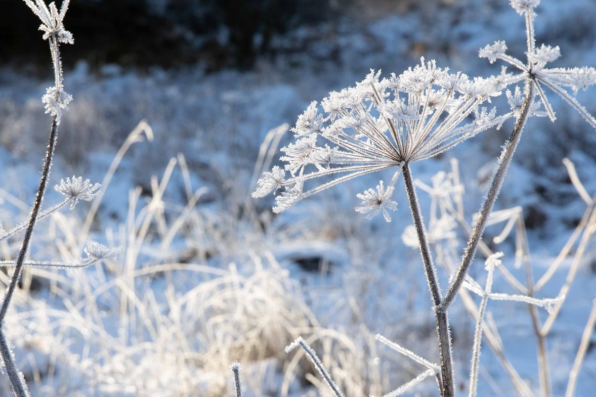 jberrygarden's tweet photo. Umbellifers - fabulous frosted  #frost #ardnamurchan @nature_scot  #nationalnaturereserve #ariundle_oak_wood #plantaholic #winterwalk https://t.co/BFM8pcAvsd