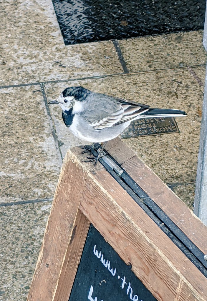 BurrellHealth's tweet image. This little cute white Pied Wagtail can be found every morning at London Euston Station by the cake stands. 😍🐦
#birds #BirdsSeenIn2023 #wildlifephotography #BirdTwitter