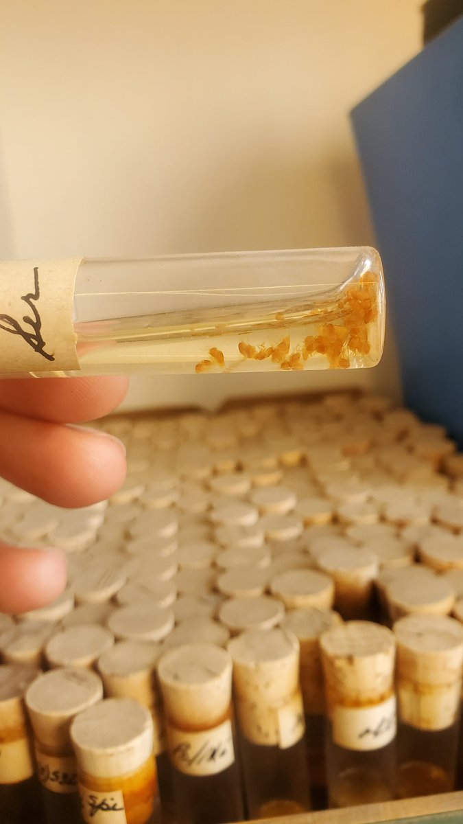 Levente Kovács tweet media