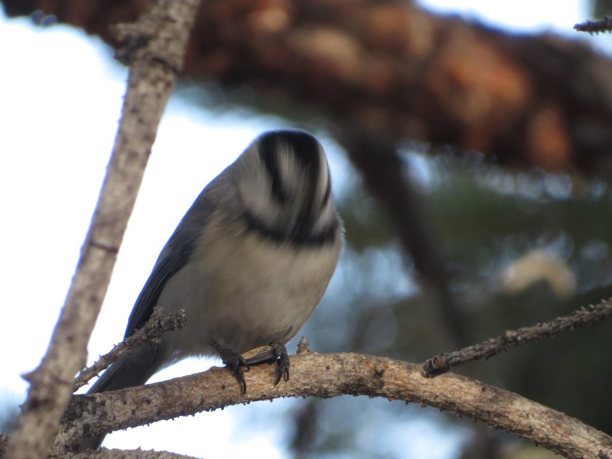 moriah deimeke tweet media