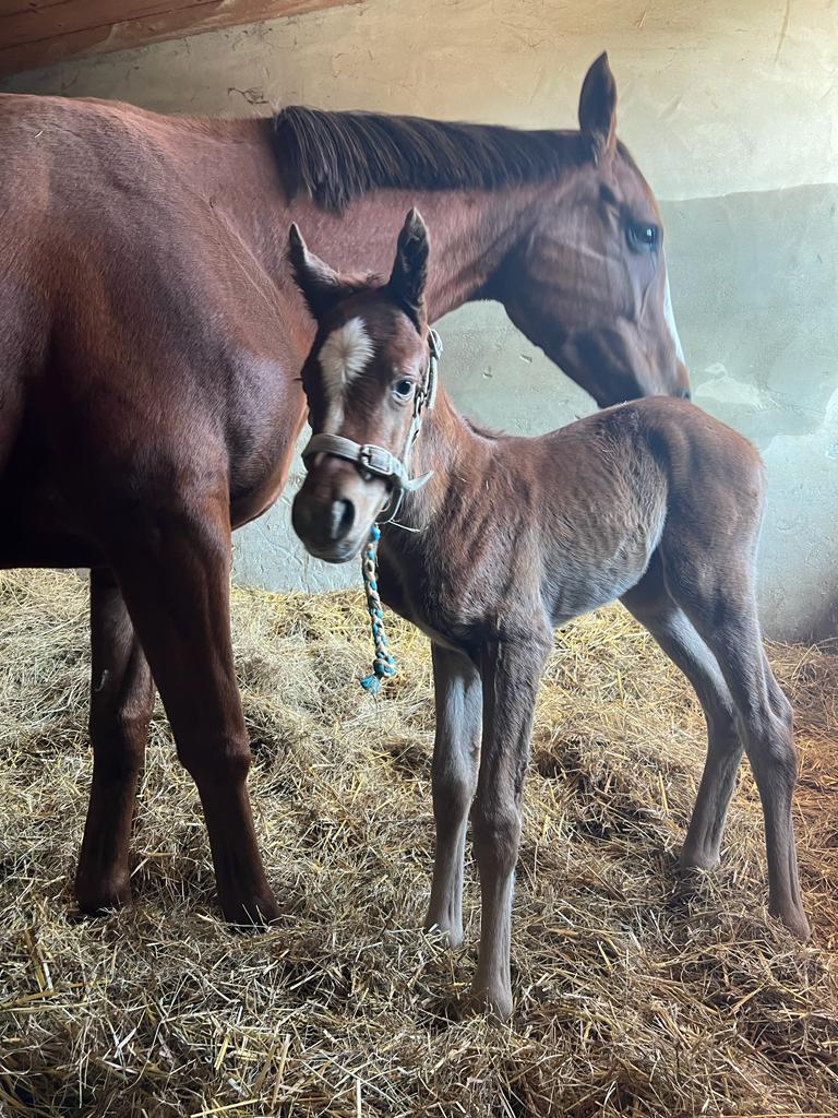 JoePacket2's tweet image. My first foal of the year.  Very pretty looking Armor filly out of Faadiyah.  Looking good for one hour old! Well done everyone at Haras des Faunes.