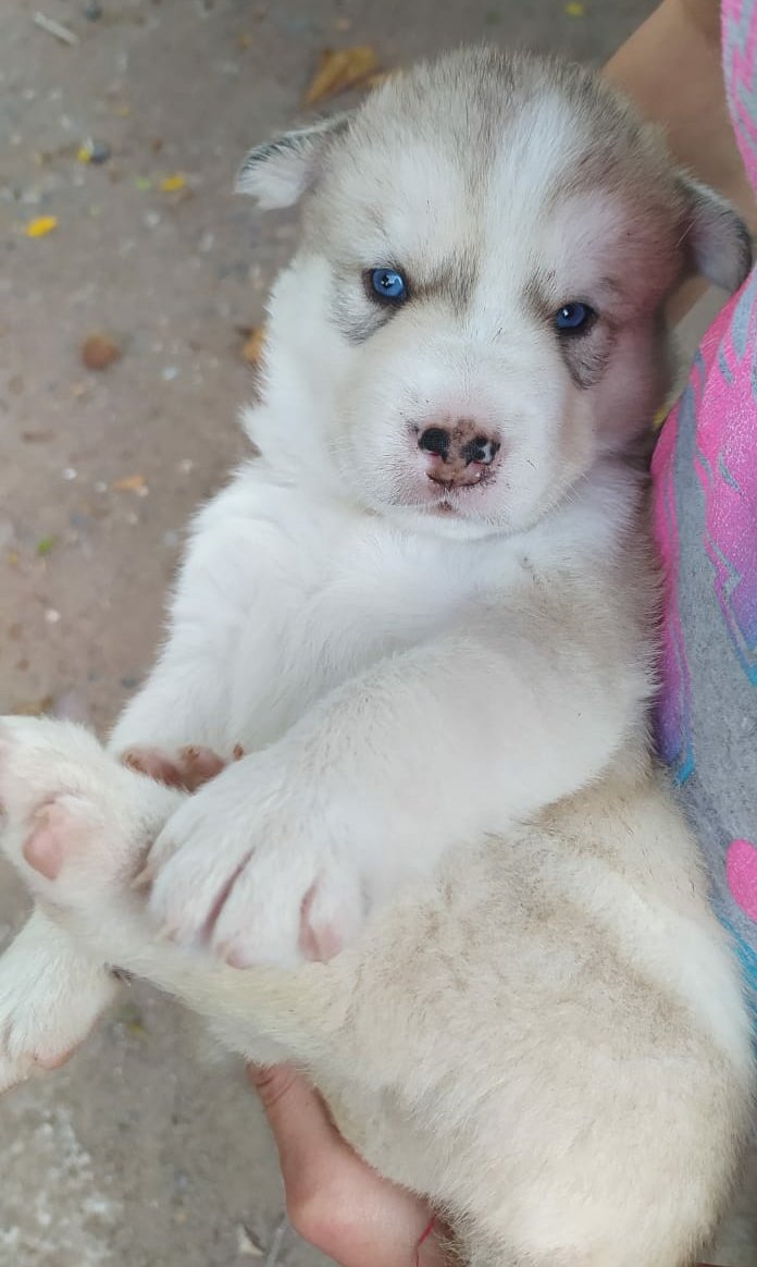 bh_itzel's tweet photo. Unos piciosos huskyes 🐶😍🥰 https://t.co/JNTGRrz0ON