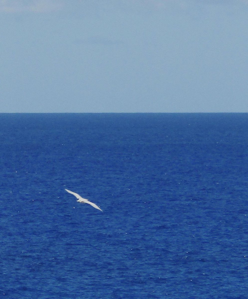 #SeabirdSaturday / #SeabirderSaturday 
One of the birding highlights of 2022…I cannot describe the absolute soul-filling, joyful delight of seeing (& hearing) these birds (Red-tailed Tropicbirds) soar overhead once again. 
Here’s to many more incredible encounters for 2023!