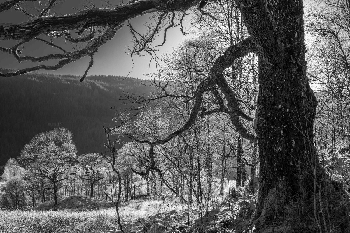 durleyrose's tweet photo. Ariundle Oakwood in frost yesterday.
@naturescot #ariundle #ardnamurchan https://t.co/dWX67Gmsn3