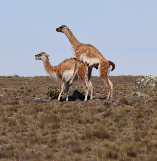 geomagallanes's tweet photo. Love is in the air/El amor está en el aire! <3!  #PaliAike #VolcanicField #Guanaco #LamaGuanicoe #Geomagallanes #Patagonia #Chile #SanGregorio #VillaPuntaDelgada #Magallanes https://t.co/l0yDO1Q9ng