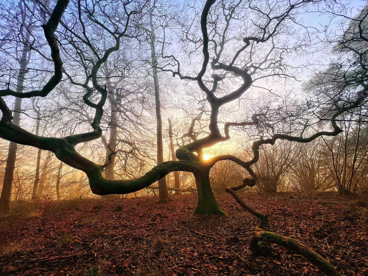 SecureGuard_247's tweet image. Stunning walks today