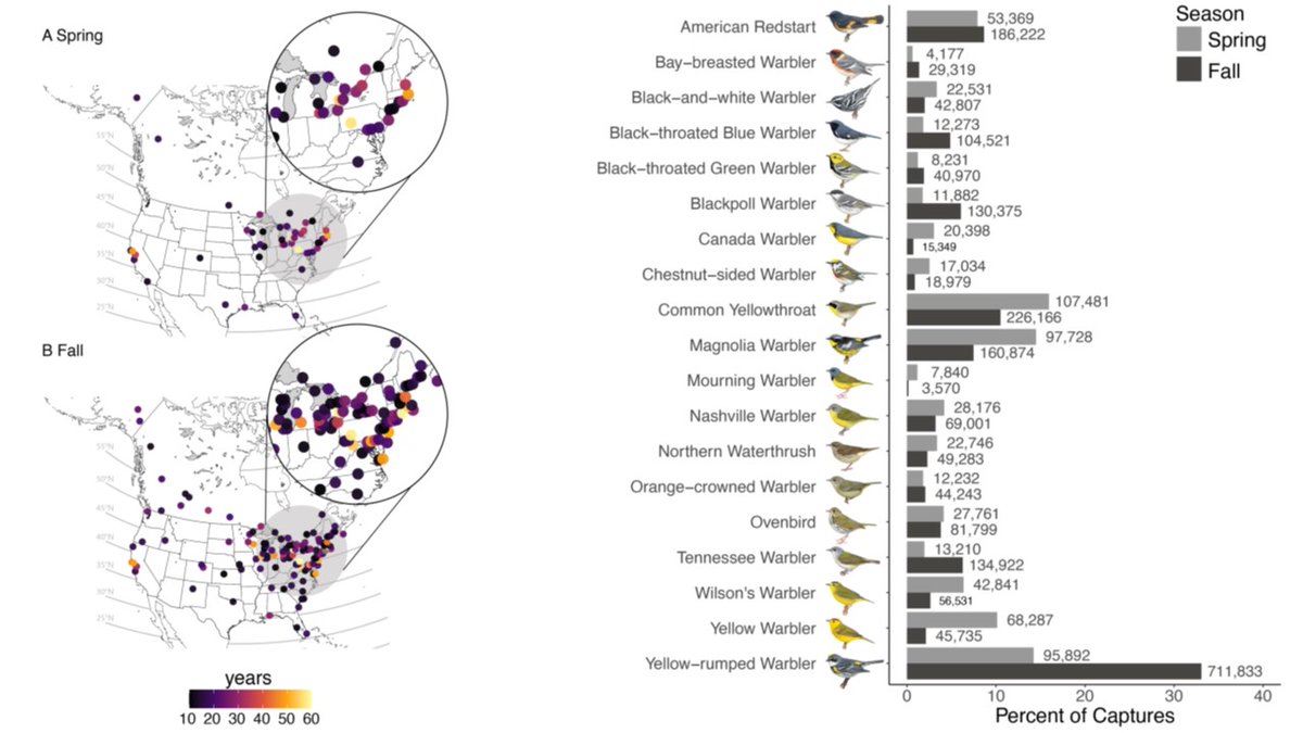 rytikerttunen's tweet photo. Horton et al. (2023) Six decades of North American #birdbanding records reveal plasticity in migration phenology @AnimalEcology
👉https://t.co/aCllQEf2cV

@Kyle__Horton @Sara_R_Morris @bvdbirds @CovinoKristen | #ornithology #birdmigration #birdringing https://t.co/MK3GvyXjAL