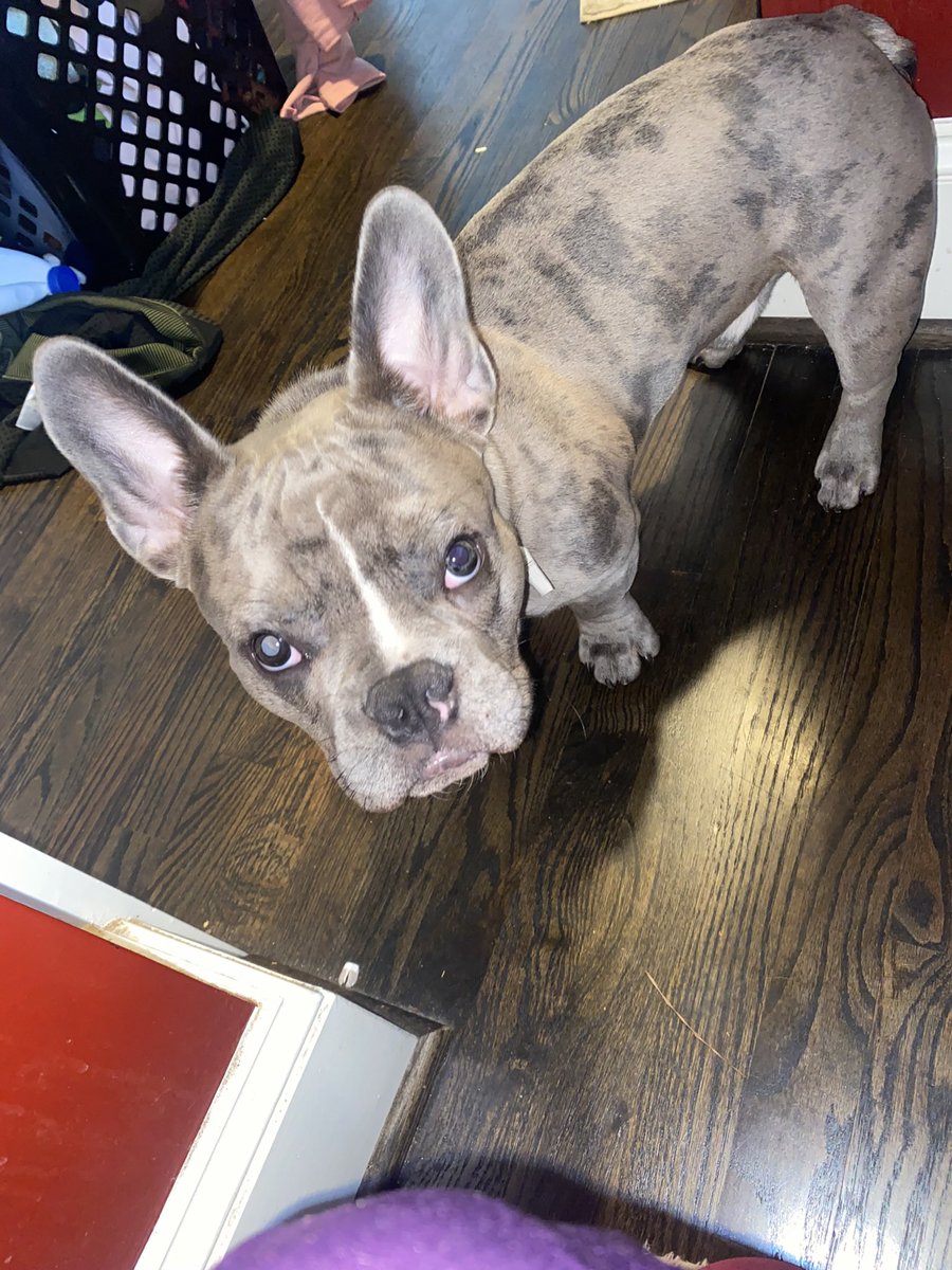 goodgirlpri's tweet photo. They shouldn’t have let me get a dog I never leave the house now😂 we go together so damn bad😂 #pocketpit #minibully 🤍 #minipitbull 😘 https://t.co/Xo6YqRp3yg
