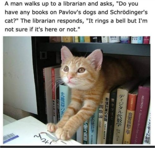 majorgeeks's tweet image. #pavlov #Schrödinger #caturday