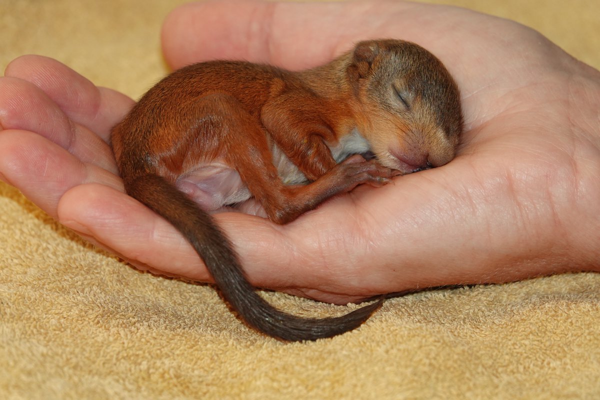 On this #RedSquirrelAppreciationDay don't forget how we hold the future of this glorious arboreal athlete, and indeed all our fabulous wildlife great and small, in the palm of our hands. Without #nature we are finished.