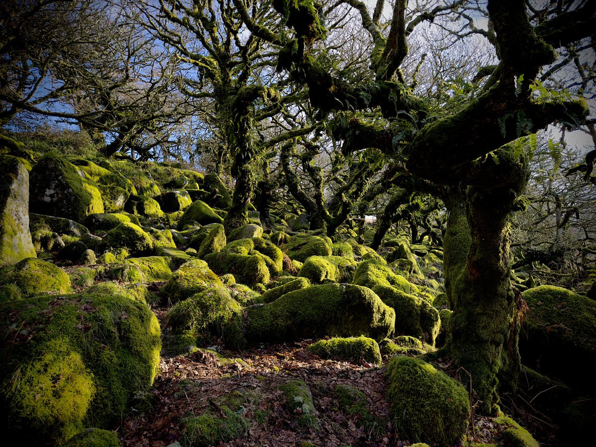 IDontGetOut's tweet photo. Exploring a temperate rainforest on a sunny January day.
The mystical and magical Wistman’s Wood on #Dartmoor. https://t.co/aD9SluSszX