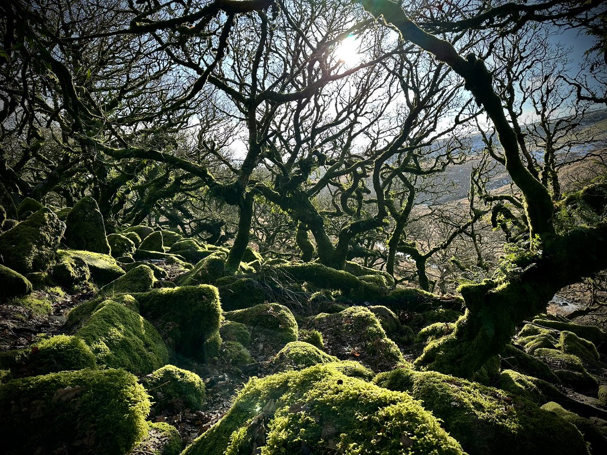 IDontGetOut's tweet photo. Exploring a temperate rainforest on a sunny January day.
The mystical and magical Wistman’s Wood on #Dartmoor. https://t.co/aD9SluSszX