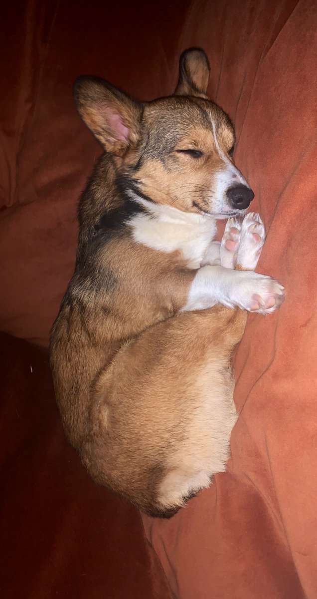 TatertheCorgi's tweet image. Stay limber even when off the clock #CorgiCrew #yogadog 💤🧘🏻‍♀️🐾