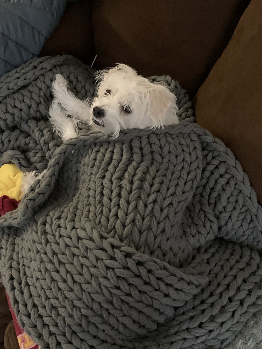 dog_Hartley's tweet photo. My life is so terrible when @shanateee isn’t home. https://t.co/Wb49Lw1Ynk