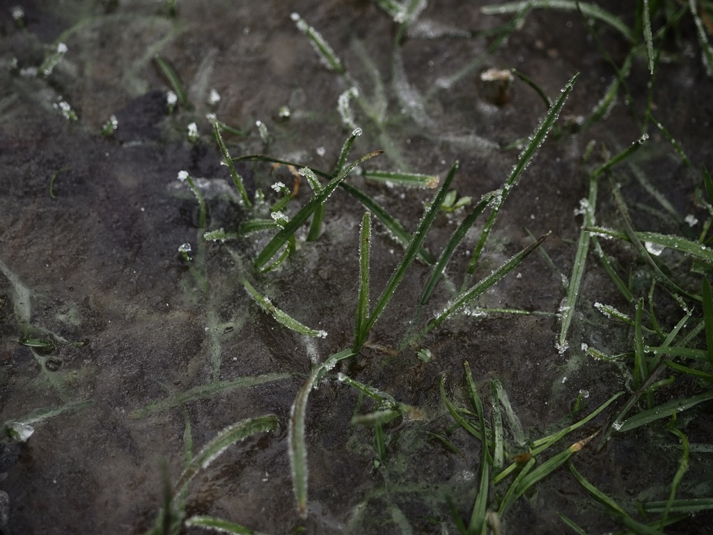 Had a good freezing winter mist going on today.