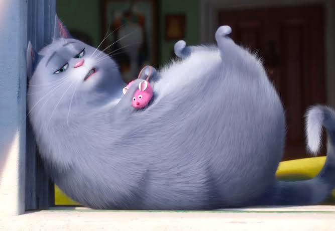 KiambatiMaxwel's tweet photo. Day 2 (Image lable verificatiom)
Time: 10m + 5m
Today I was labling images of cats, makes me remember Chloe from :The Secret Life of Pets" 😅
#16DaysofCrowdsource #10MinutesDailyChallenge
#GoogleCrowdsource https://t.co/0SXOwHS1CF