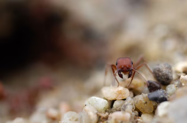 Jossano de Rosso Morais tweet media