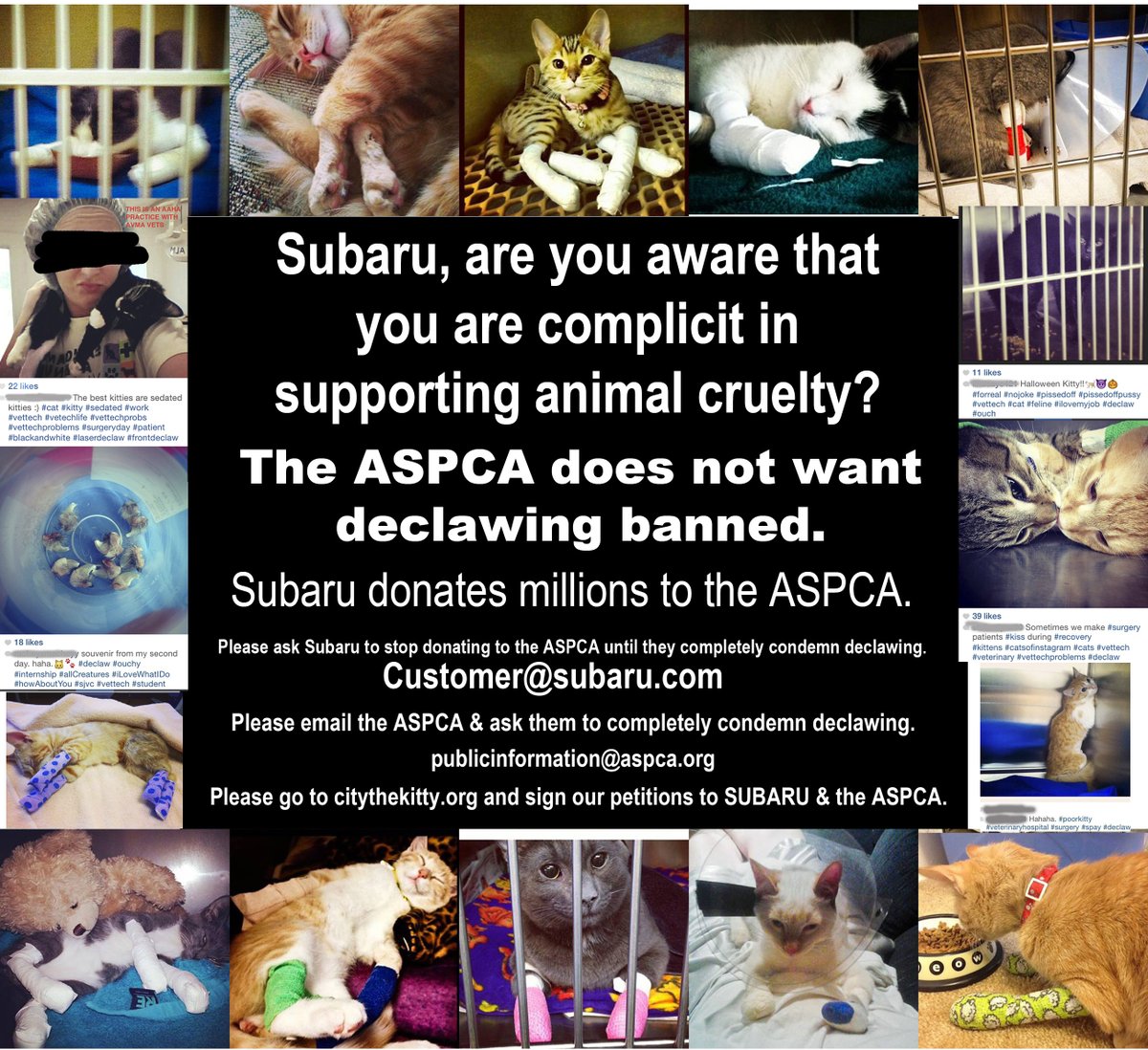 City_the_kitty's tweet photo. The @ASPCA doesn't want this #animalcruelty banned. @subaru_usa supports them with millions $. Pls sign our petition. https://t.co/5ySd5kLuxZ #CatsOfTwitter #subarulovespets #SUBARU #aspca #cats #Cat #stopdeclawing #Aspcalife #caturday #catlover #sharethelove #nfl #football https://t.co/dTWBfM1IkU