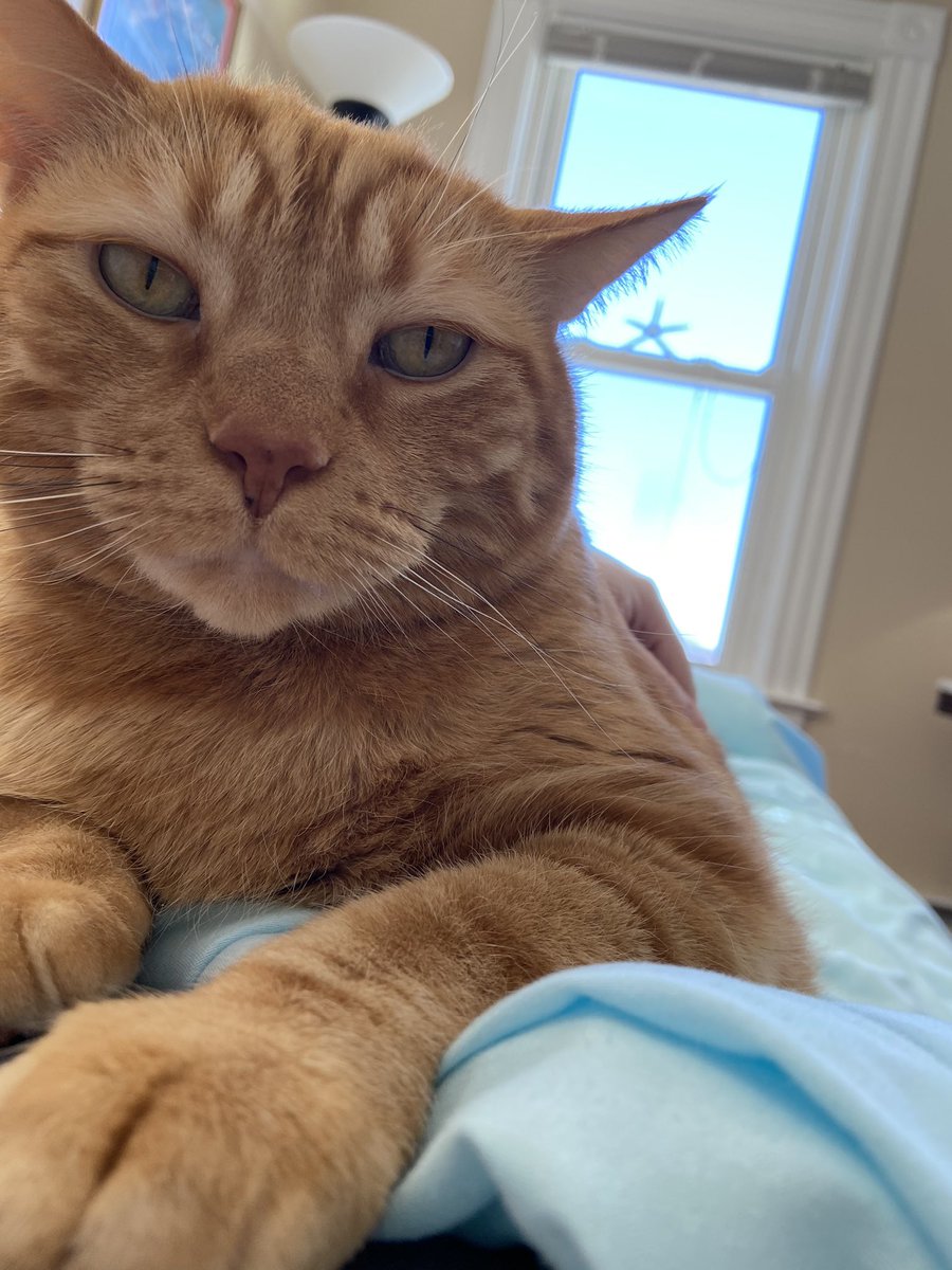 EmilynnRC's tweet photo. @CatsOfYore I have an Orangenius, very, very rare!

This dude has has hogged all the orange cat brain cells, which is why all the rest have only one to share between them. He’s too smart for his own good! https://t.co/P1xxxtcFpF