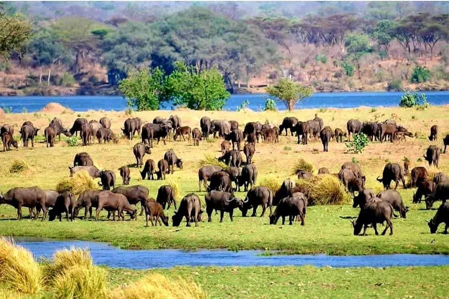 Ministry of Green Economy and Environment must act and save the Lower Zambezi National Park from any mining activities!