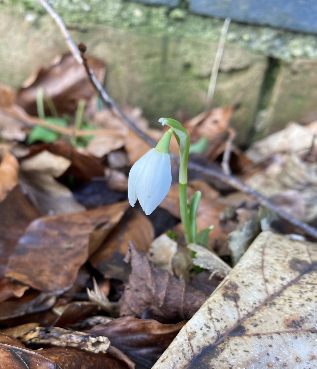 Somewhe07814641's tweet image. This doesn’t look much but the first snowdrop I see gives me almost the most joy of anything in the garden in the year. The start of everything to come in the 🌱 year 🎉 #SpringIsOnItsWay #snowdrops #GardeningTwitter