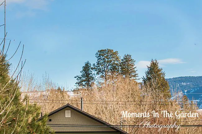 MomentsintheG's tweet photo. Mixed weather today. Gloomy skies one side and blue sky the other. #mixedweather #bluesky #gloomysky #momentsinthegardenphotography https://t.co/MsWYvcCZ4i