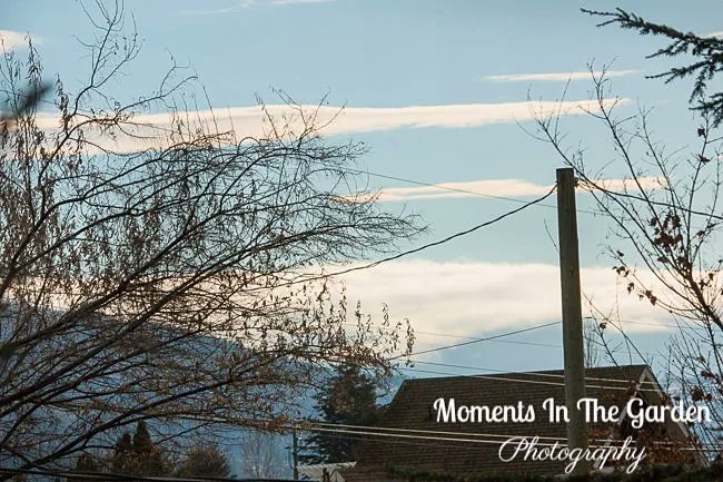 MomentsintheG's tweet photo. Mixed weather today. Gloomy skies one side and blue sky the other. #mixedweather #bluesky #gloomysky #momentsinthegardenphotography https://t.co/MsWYvcCZ4i