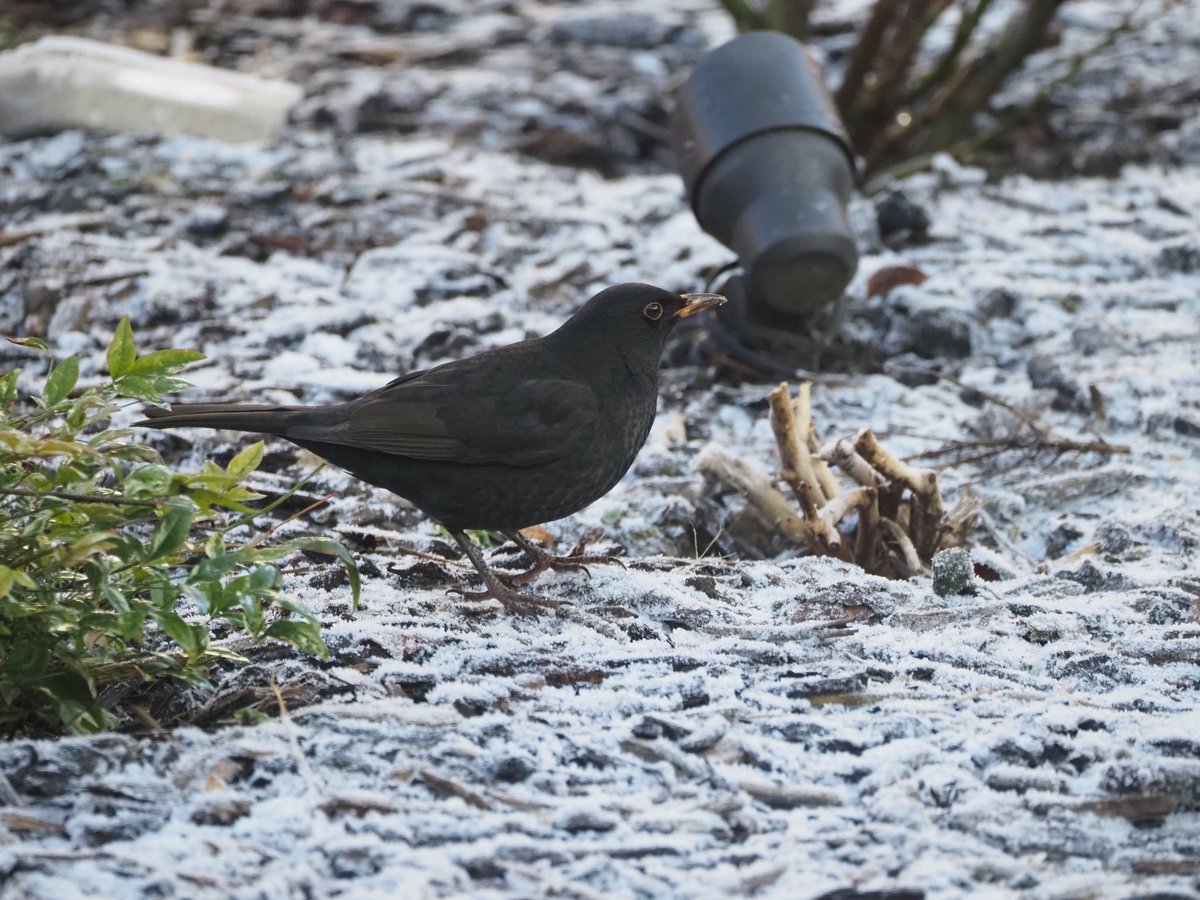 Hoover is supported in the clear up by one of a number of blackbirds that visit the garden!#BirdsOfTwitter #NaturePhotography #Winterwatch