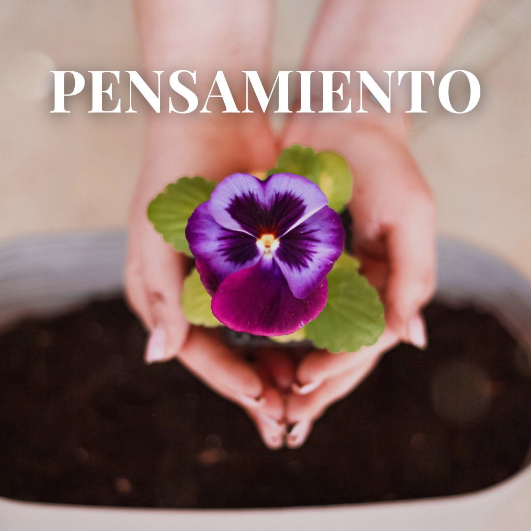 ViverosAznar's tweet photo. El #Pensamiento simboliza la #reflexión y la introspección, y trae paz y claridad a la mente. En Viveros Aznar tenemos Pensamientos y Pensamientos minis. ¡No te quedes sin la tuya! 😍

#floresaznar #viverosaznar #flores #plantas #vivero #viverozaragoza #zaragoza #zgz #plantlover https://t.co/XmQx8u60YF