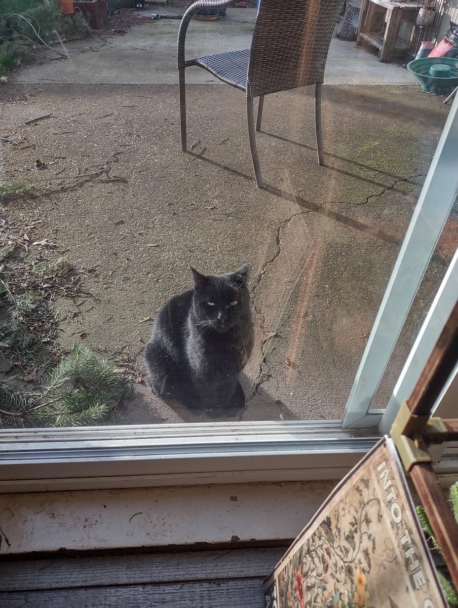 michaelscat2's tweet photo. He wants in. He is not mine. He's snuck in behind me while I am cooking with the door open 3 times 😭 https://t.co/QmP4HyS0vo