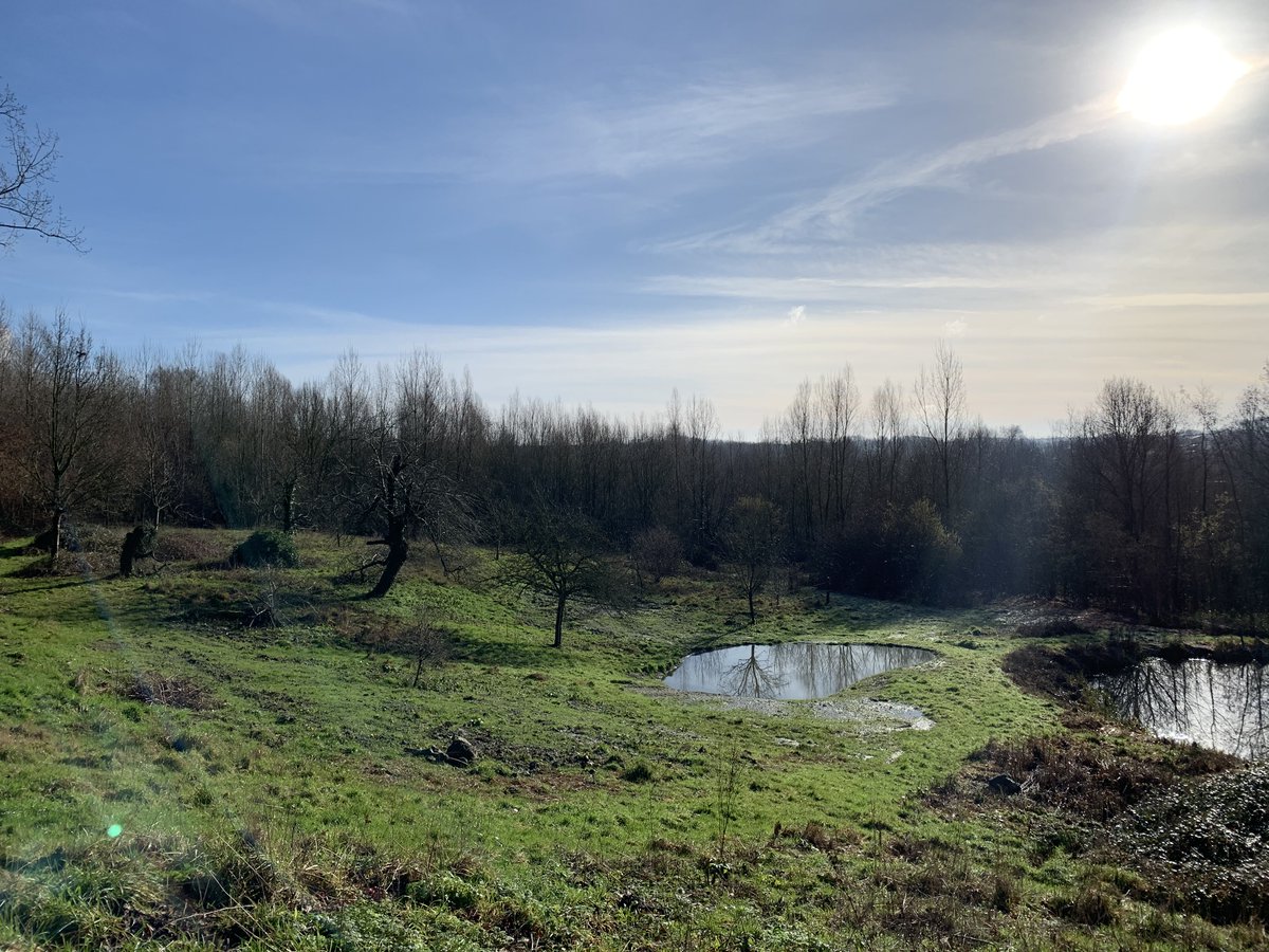 WerendB's tweet photo. Mooi winterweer, de poelen zijn terug gevuld en veel vinpootsalamanders. https://t.co/JaIkeyWAqJ