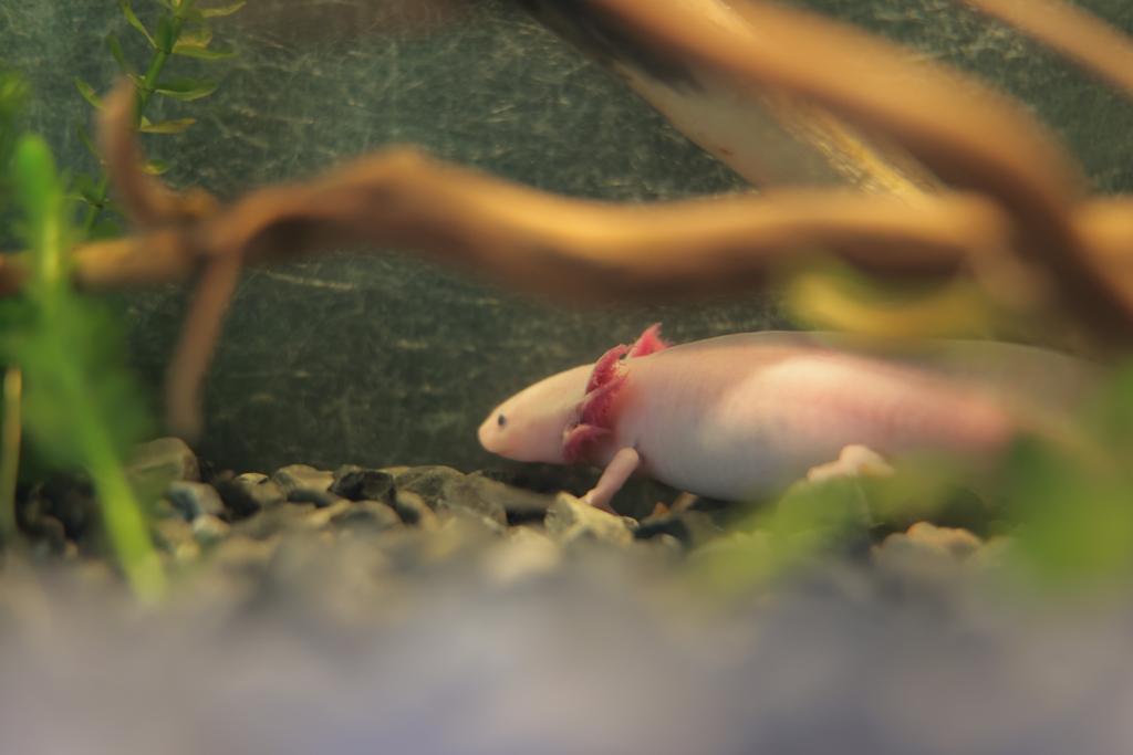 GobCDMX's tweet image. Por ello, como parte del proyecto #ChapultepecNaturalezaYCultura, se creó el Museo del Axolote en el #ZoológicoDeChapultepec 🦎, un centro donde además de promover su investigación, se busca concientizar a la población sobre su importancia y protección. ¡Visítalo! (2/2)