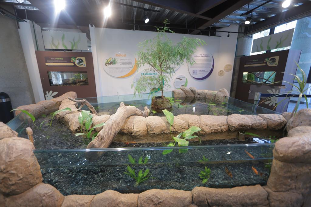 GobCDMX's tweet image. Por ello, como parte del proyecto #ChapultepecNaturalezaYCultura, se creó el Museo del Axolote en el #ZoológicoDeChapultepec 🦎, un centro donde además de promover su investigación, se busca concientizar a la población sobre su importancia y protección. ¡Visítalo! (2/2)