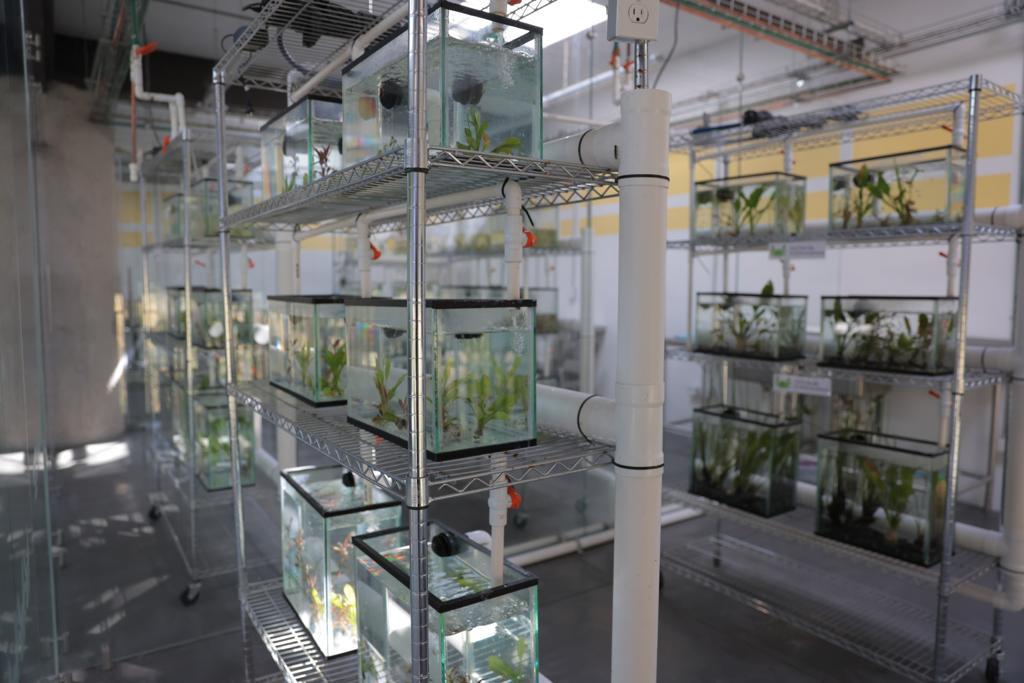 GobCDMX's tweet image. Por ello, como parte del proyecto #ChapultepecNaturalezaYCultura, se creó el Museo del Axolote en el #ZoológicoDeChapultepec 🦎, un centro donde además de promover su investigación, se busca concientizar a la población sobre su importancia y protección. ¡Visítalo! (2/2)