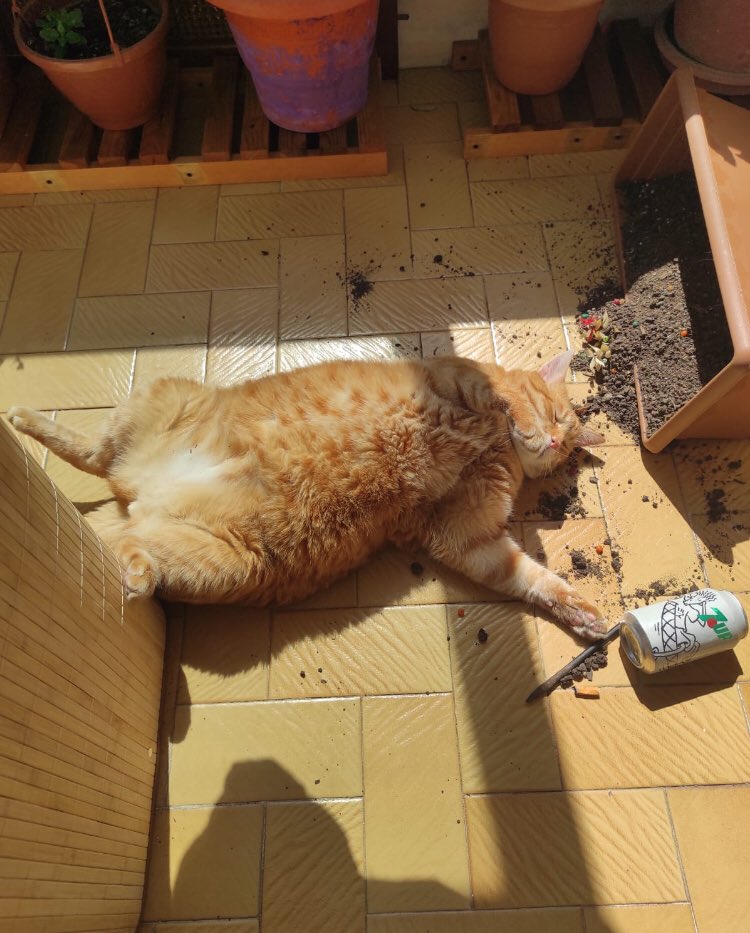 saksıyı ben devirmiş olamam bak öldüm ben.