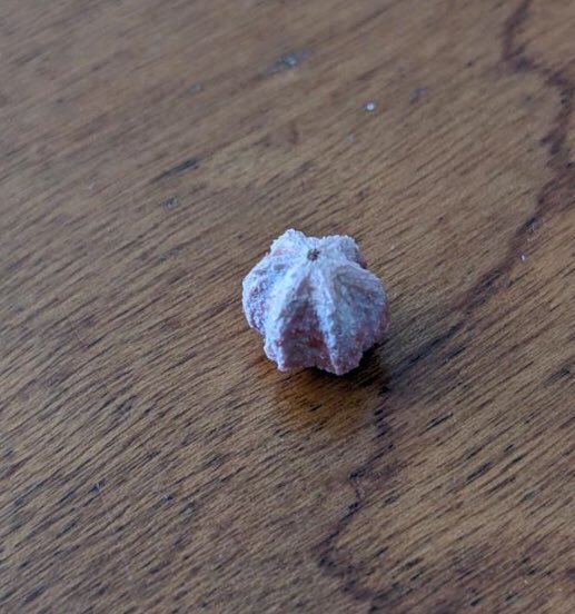 Hey #botany Twitter - anyone know what this is?  Small, hard and six-ridged, there were a bunch of them found near bird droppings on a friend’s porch in North Carolina.