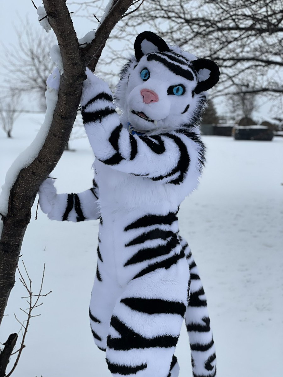 Decide to take some pics in the snow and loved how they turned out 
#furryfandom #furry #FursuitFriday #fursuit #fursuiter #FursuitEveryday