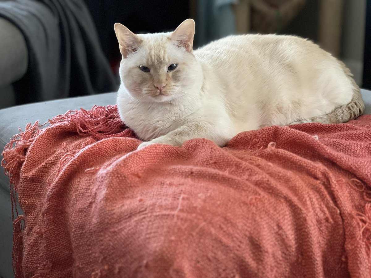 staceyo's tweet photo. @thechrisbarron Happy #Caturday to you! https://t.co/UFSxNcFsby