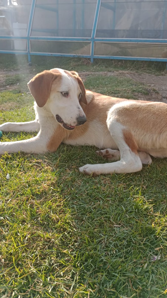 VIBRAmascotas's tweet image. Stuart llegó siendo muy pequeño ahora es un perro adulto, no ha conocido el amor de una familia,.le das una patita? #rt #cdmx #AdoptaNoCompres wats 5548724347