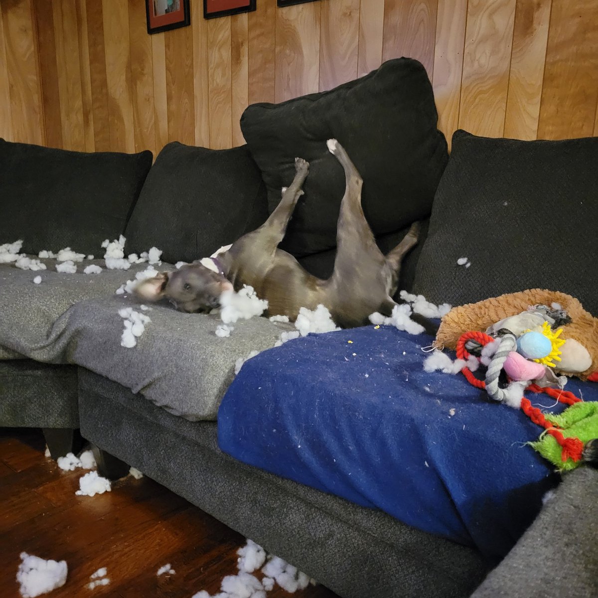 Artemis here! Don't worry, friends. I chewed up a stuffy &amp; not the couch. MOM!! I need another stuffy!!