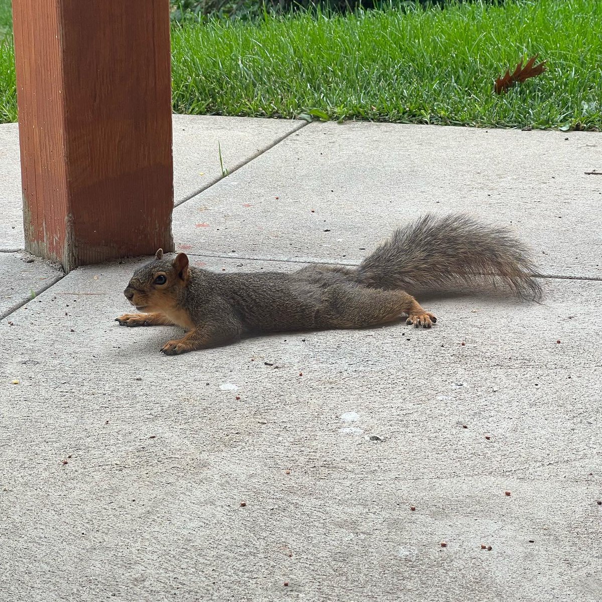 EricaJLewis1's tweet photo. @PBSNature The squirrel that loves to visit my patio and clean up bird feed #SquirrelAppreciationDay https://t.co/piBOAa89bg