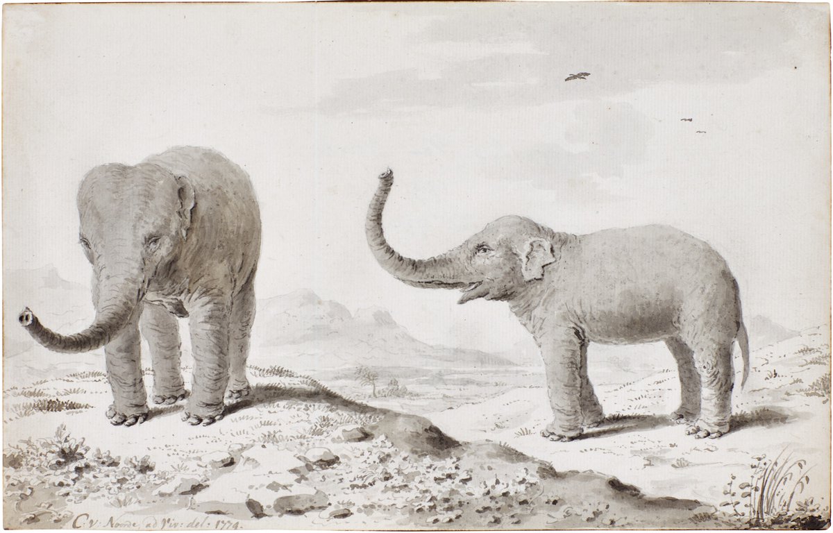 voetnoot's tweet photo. Ook Cornelis van Noorde tekende in 1774 een olifant "ad viv[um]" in #Haarlem. Dat moet haast wel dezelfde olifant zijn, in twee verschillende houdingen, die ook in Alkmaar te zien was.
#alleakten @MarielleHageman @Krabbelmuur https://t.co/VbfYi6RnDo