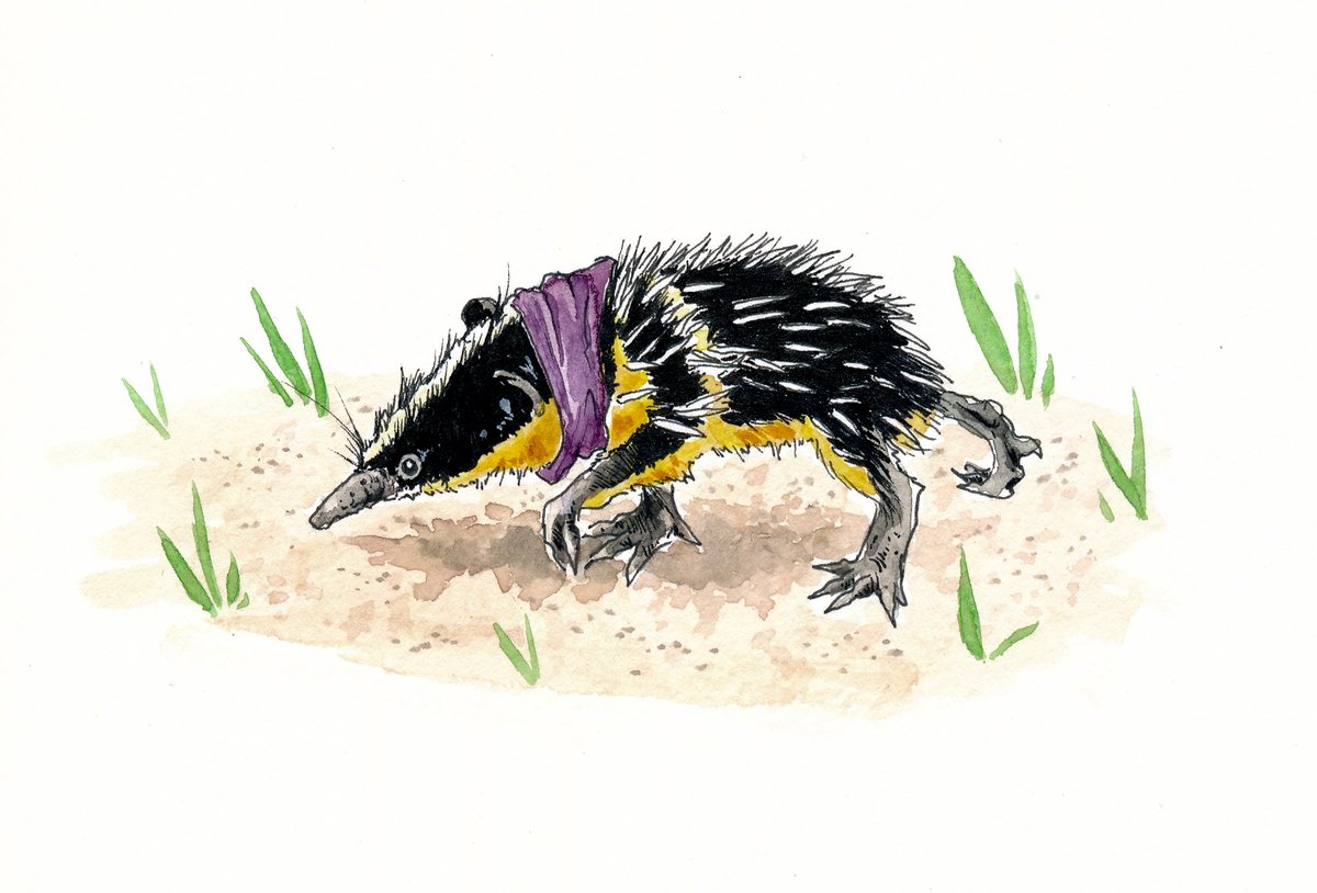 Hyydraworks's tweet photo. Ratuary Day 22: Spiny

Learned about the existence of Tenrecs, so those are for sure, roaming like absolute units in the Wastes. #ratuary #tenrec #fantasy #scifi #watercolorpainting https://t.co/9bTvDin7JM