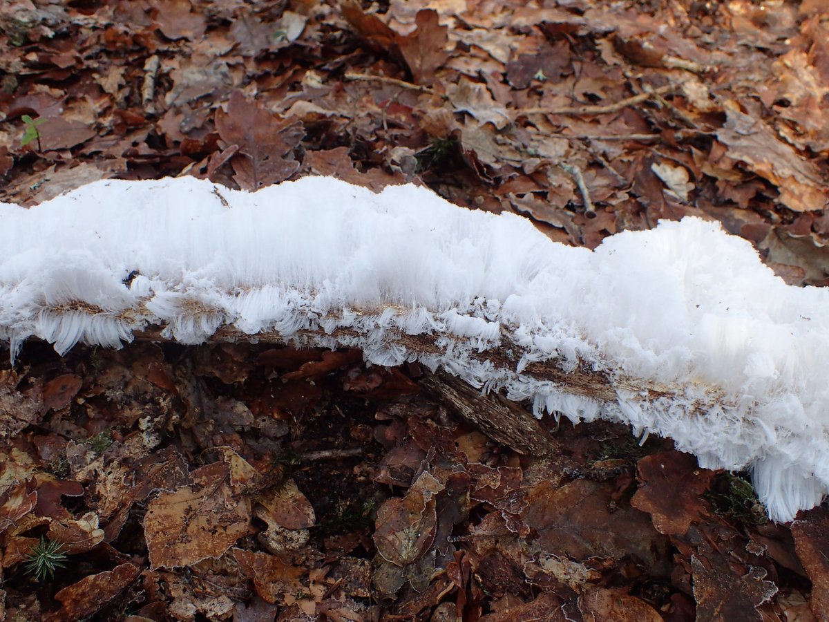 I've never seen hair ice before today but there was loads around this morning. Caused by the fungus Exidiopsis effusa