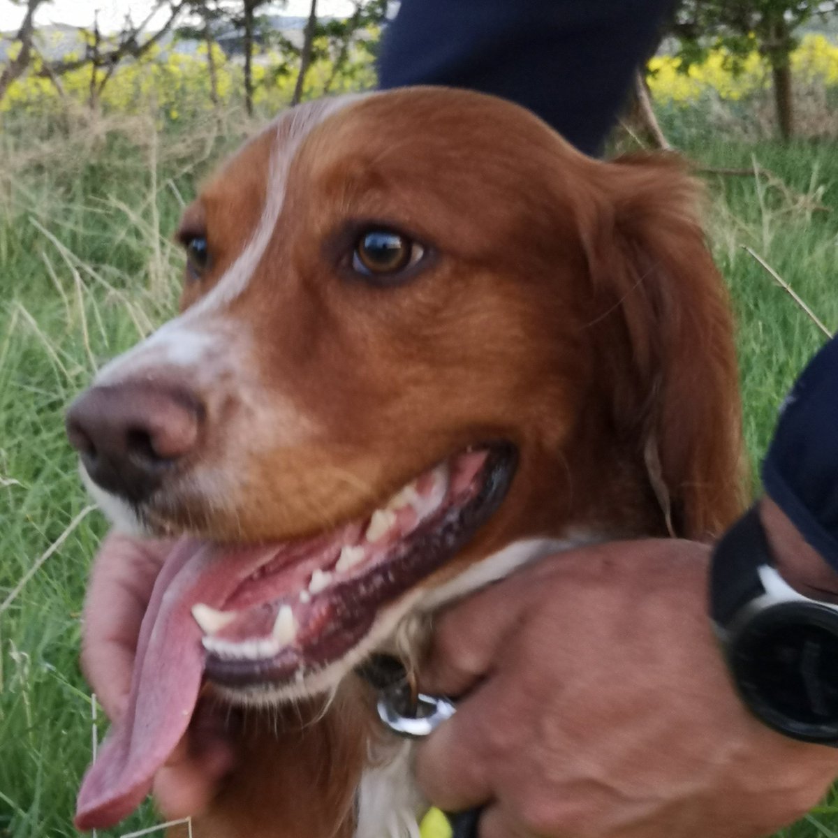 FletchyFox's tweet image. Good walk = Happy doggo, happy owner, happy tweet. 🙃