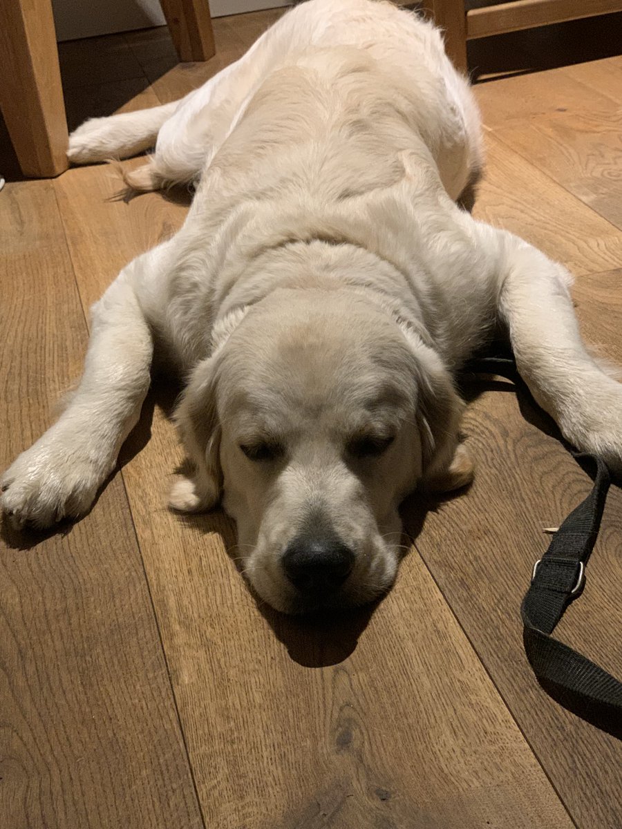 My grizzly bear rug impersonation 🐾 😁<a href="/CuteGoldens/">Golden Retrievers</a> <a href="/GoldretrieverUS/">Golden Retriever Channel</a>